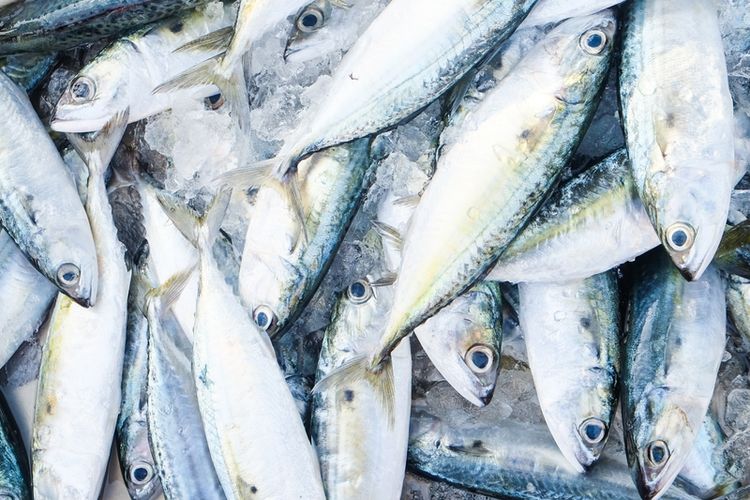 Akhirnya! Metode Baru untuk Kurangi Merkuri pada Ikan Tuna Telah Terungkap